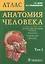Анатомия человека. Атлас: учебное пособие. В 3 томах.Том 1. Опорно-двигательный аппарат. Остеология Синдесмология Миология. — 2512913 — 1