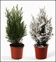 Кипарисовик зеленый 9/35 (100) 2340297