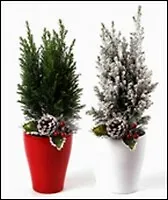 Кипарисовик зеленый в керамическом кашпо с новогодним букетиком 9\35 (112) 2340294