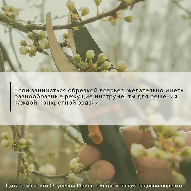 Книга Энциклопедия садовой обрезки (Ирина Окунева) — 4