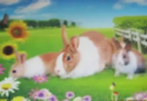 3D постер Кролики (3D PS 03)