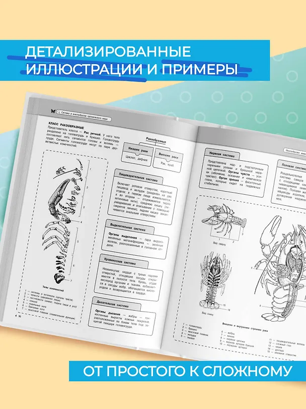 Книга Подготовка к урокам, ОГЭ и ЕГЭ. Биология. Наглядный школьный курс (Оксана Мазур) — 6