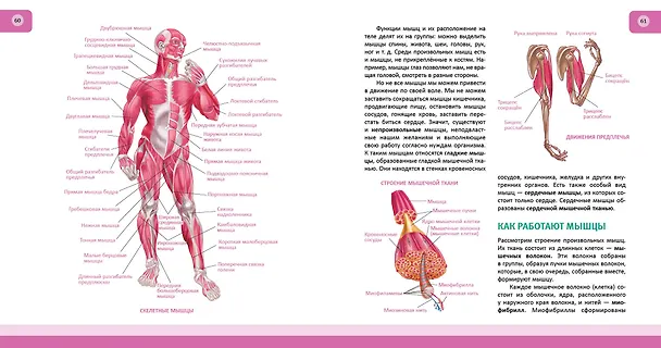 Книга Человек. Полная энциклопедия (Юлия Школьник) — 10