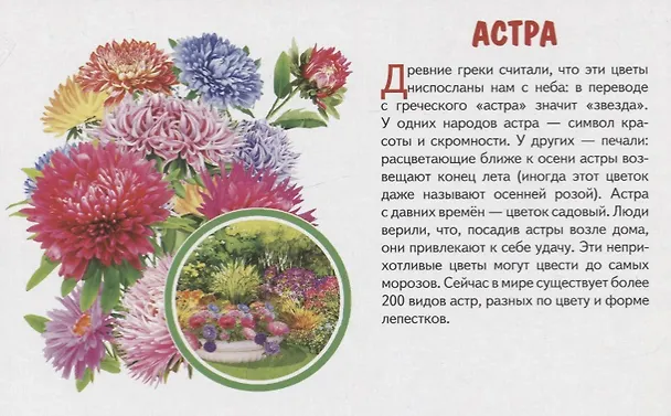 Книга Обучающие карточки "Садовые цветы" () — 2