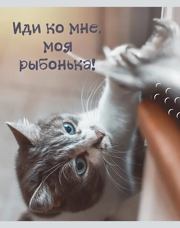 Тетрадь общая «Кото - терапия», 48 листов в линейку, А5, в ассортименте - Listoff 3149237 — 4
