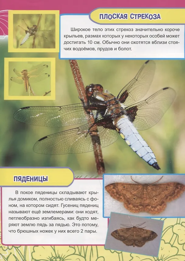 Книга Насекомые, рыбы и рептилии Европы (Василий Климов) — 4
