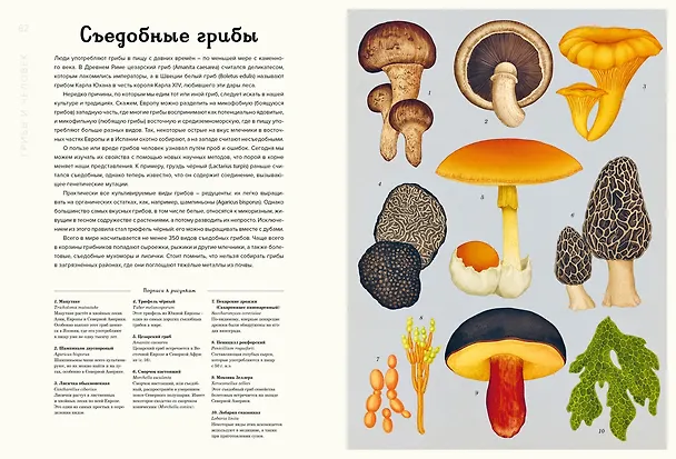 Книга Грибы (Дэвид Л. Хауксворт, Лора М. Сьюз, Пепейн В. Кой, Каре Лиматайнен) — 8