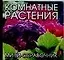 Комнатные растения: Мини - справочник — 2112974 — 1
