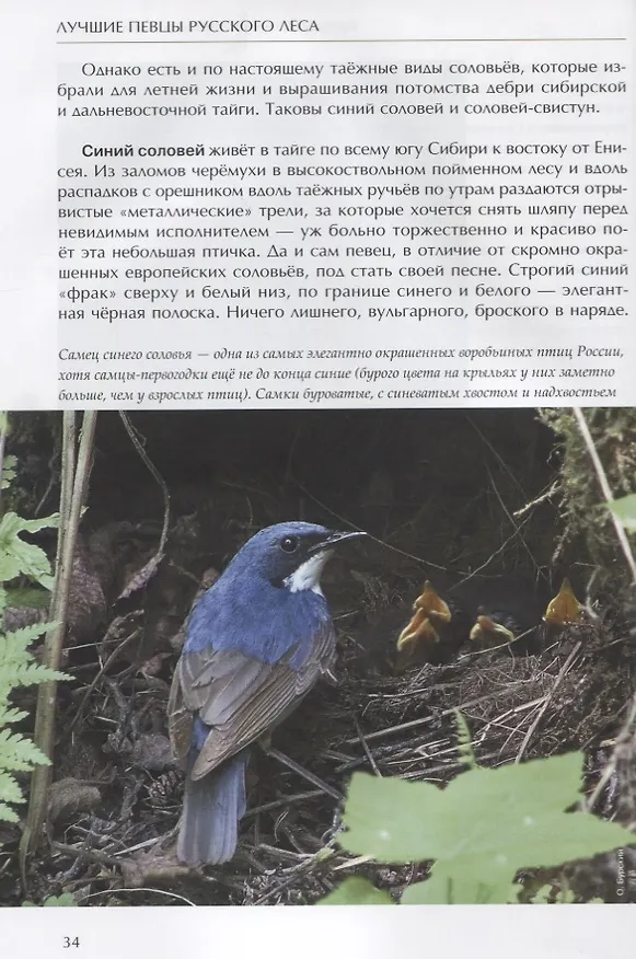 Книга Лесные птицы России (Константин Михайлов) — 7