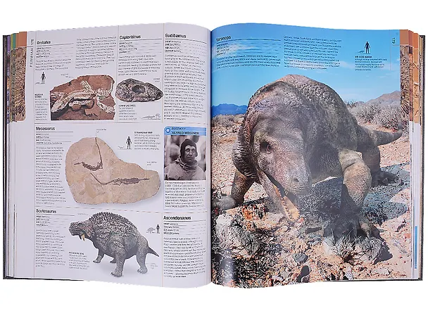 Книга Dinosaurs and Prehistoric Life. The definitive visual guide to prehistoric animals () — 5