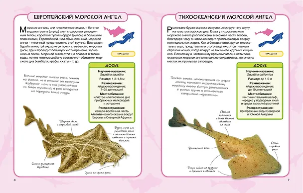 Книга Акулы и скаты (Камилла де ла Бедуайер) — 3