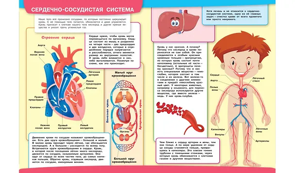 Книга Тело человека. Моя первая энциклопедия с наклейками (Вениамин Медов) — 5