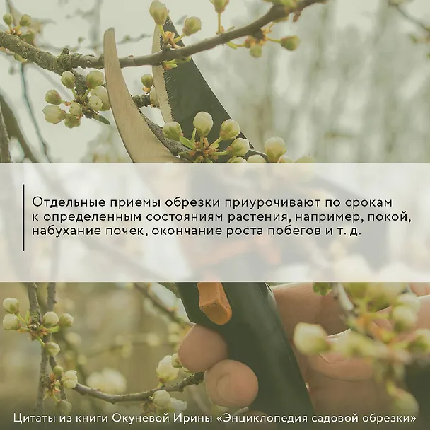 Книга Энциклопедия садовой обрезки (Ирина Окунева) — 6