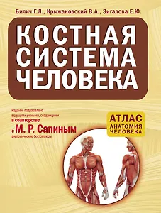 Костная система человека