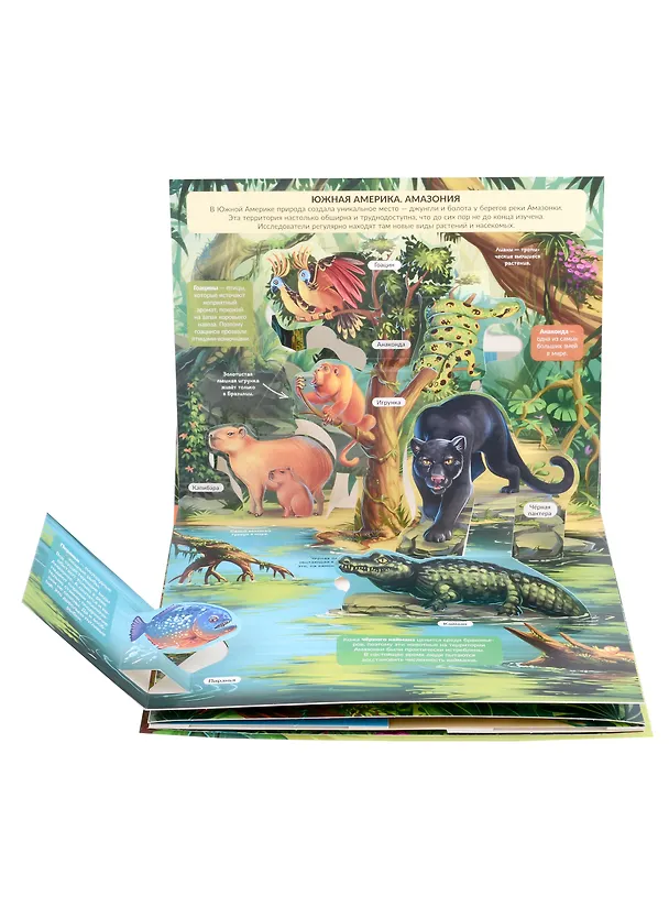 Книга Джунгли. Книжка панорамка () — 3