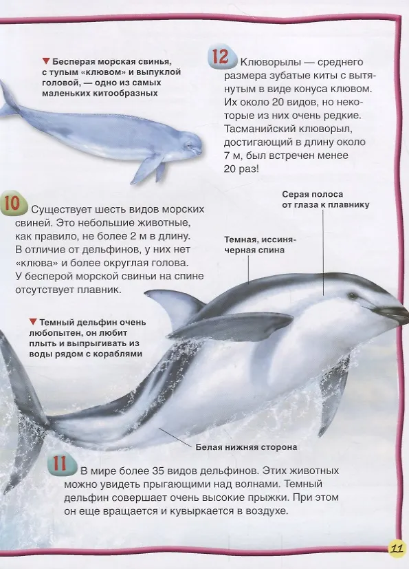 Книга Киты и дельфины (Стив Паркер) — 4