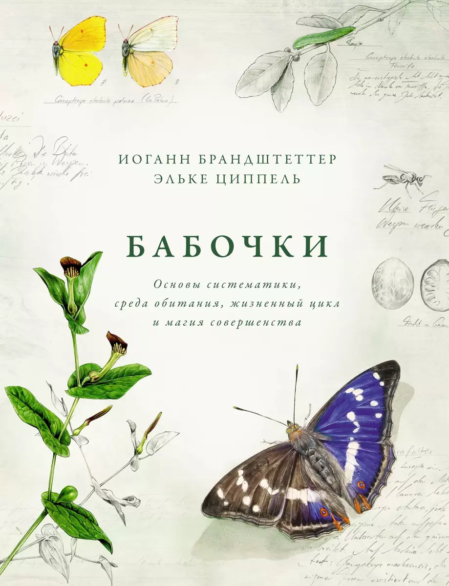 Бабочки. Основы систематики, среда обитания, жизненный цикл и магия  совершенства (Иоганн Брандштеттер) - купить книгу с доставкой в  интернет-магазине «Читай-город». ISBN: 978-5-389-17727-7