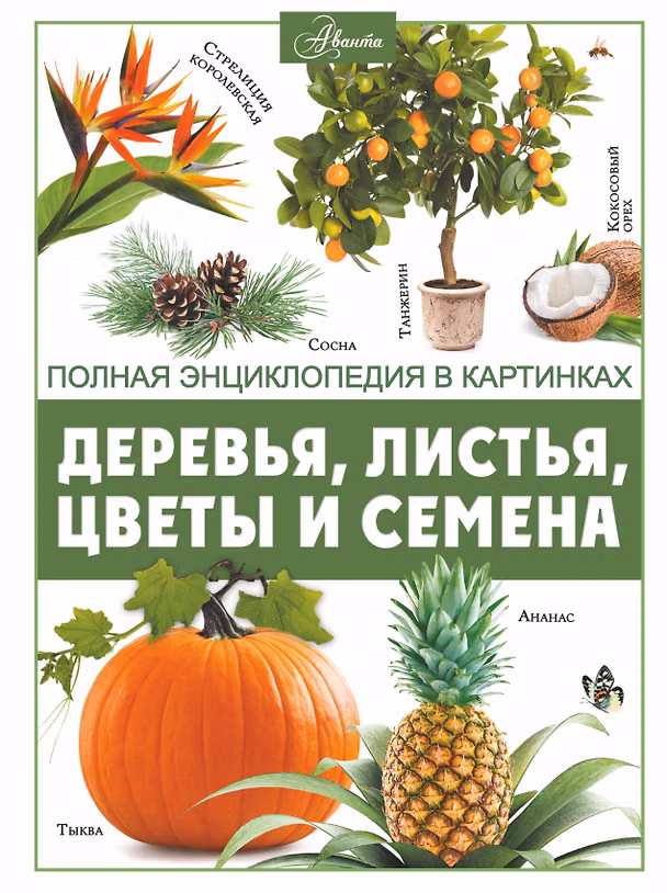 Книга Деревья, листья, цветы и семена (Анна Спектор) — 1