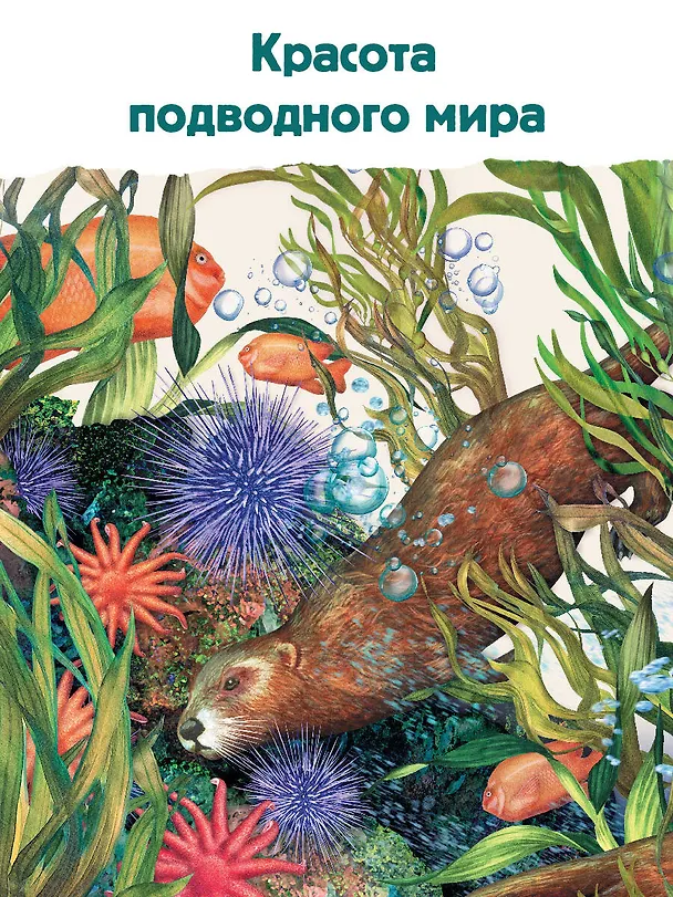 Книга Подводный мир: Исследуй 15 различных акваторий Земли (Александр Кауфман) — 7