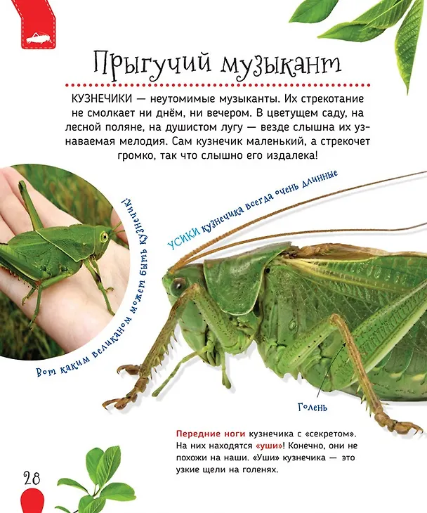 Книга Насекомые (Лариса Клюшник) — 6
