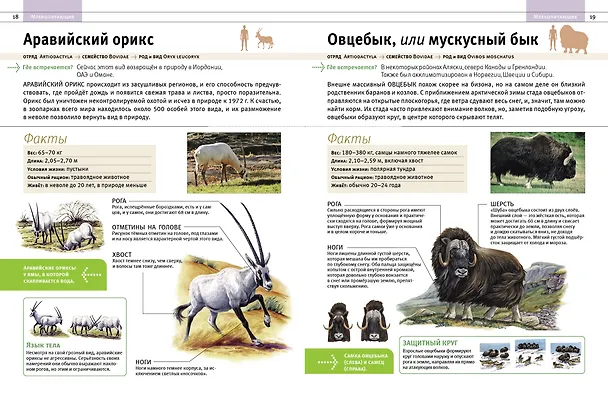 Книга Животные. Все обитатели нашей планеты (Дэвид Элдертон) — 6