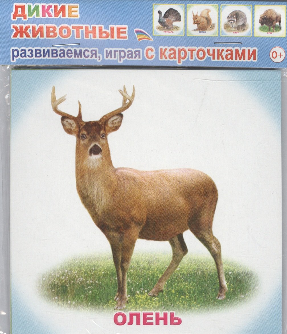 

Обучающие карточки. Дикие животные