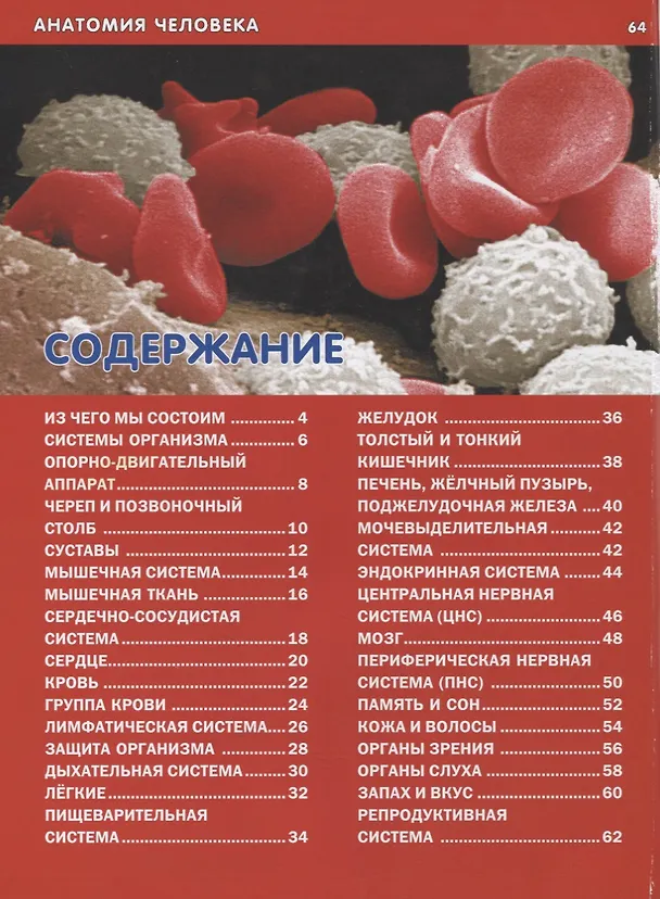Книга Анатомия человека для детей. Иллюстрированная энциклопедия () — 2