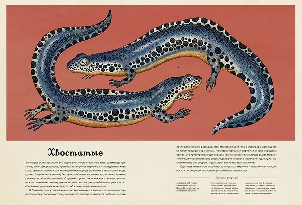 Книга Анималиум (Дженни Брум) — 11