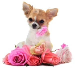 Декоративная наклейка Милая чихуахуа (нц177)