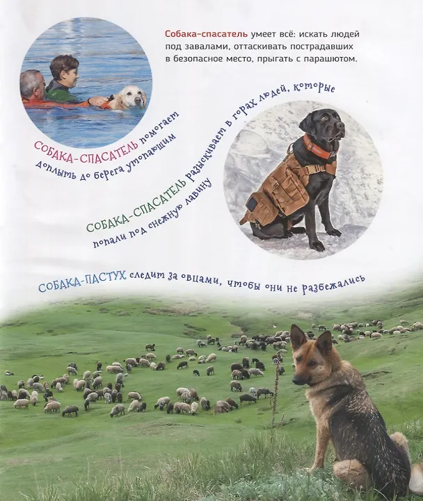 Книга Домашние питомцы (Светлана Гальцева) — 5