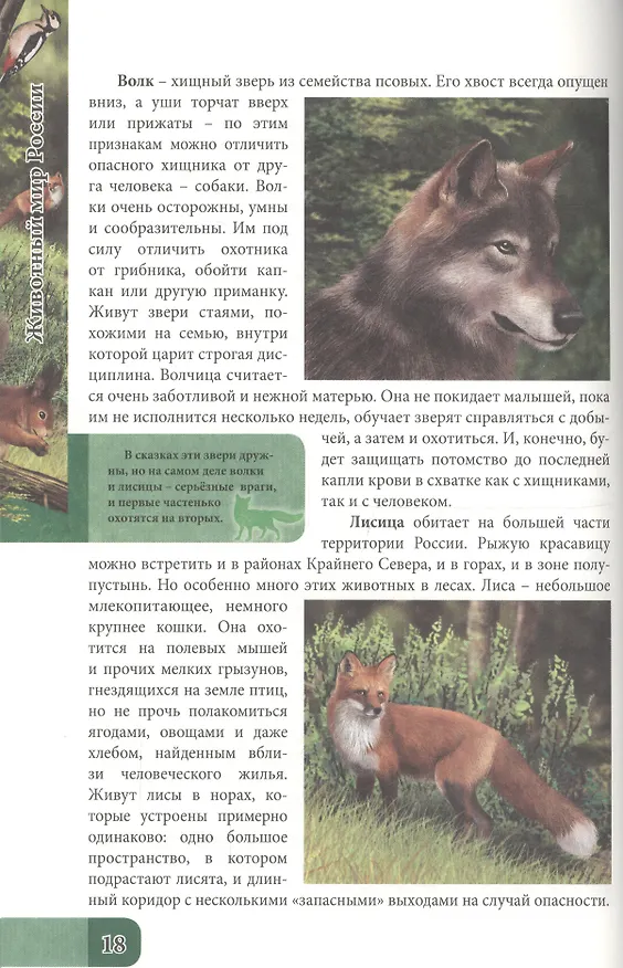 Книга Животный мир россии (Оксана Балуева) — 5