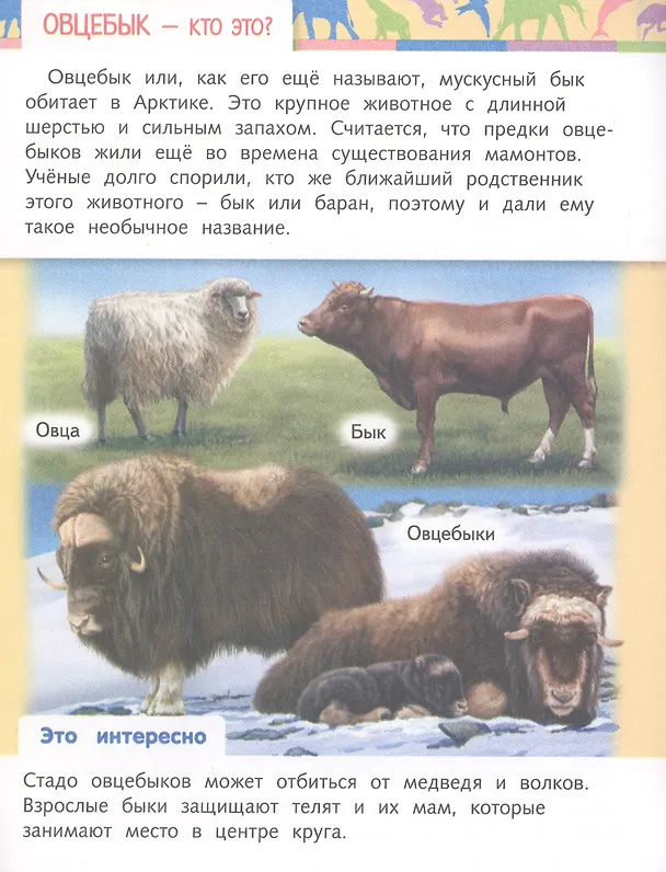 Книга Отчего и почему? Кто это? Удивительные жители нашей планеты (Марина Султанова) — 3