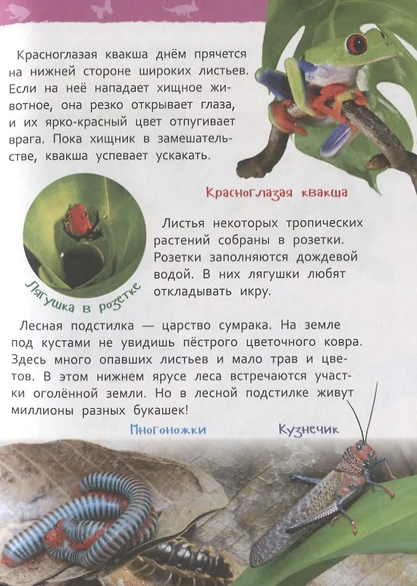 Книга Джунгли (Лариса Клюшник) — 3