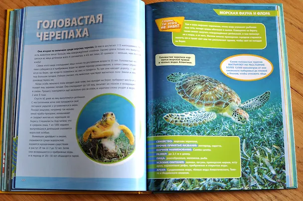 Книга Большая энциклопедия океана (Кристина Уилсдон) — 9
