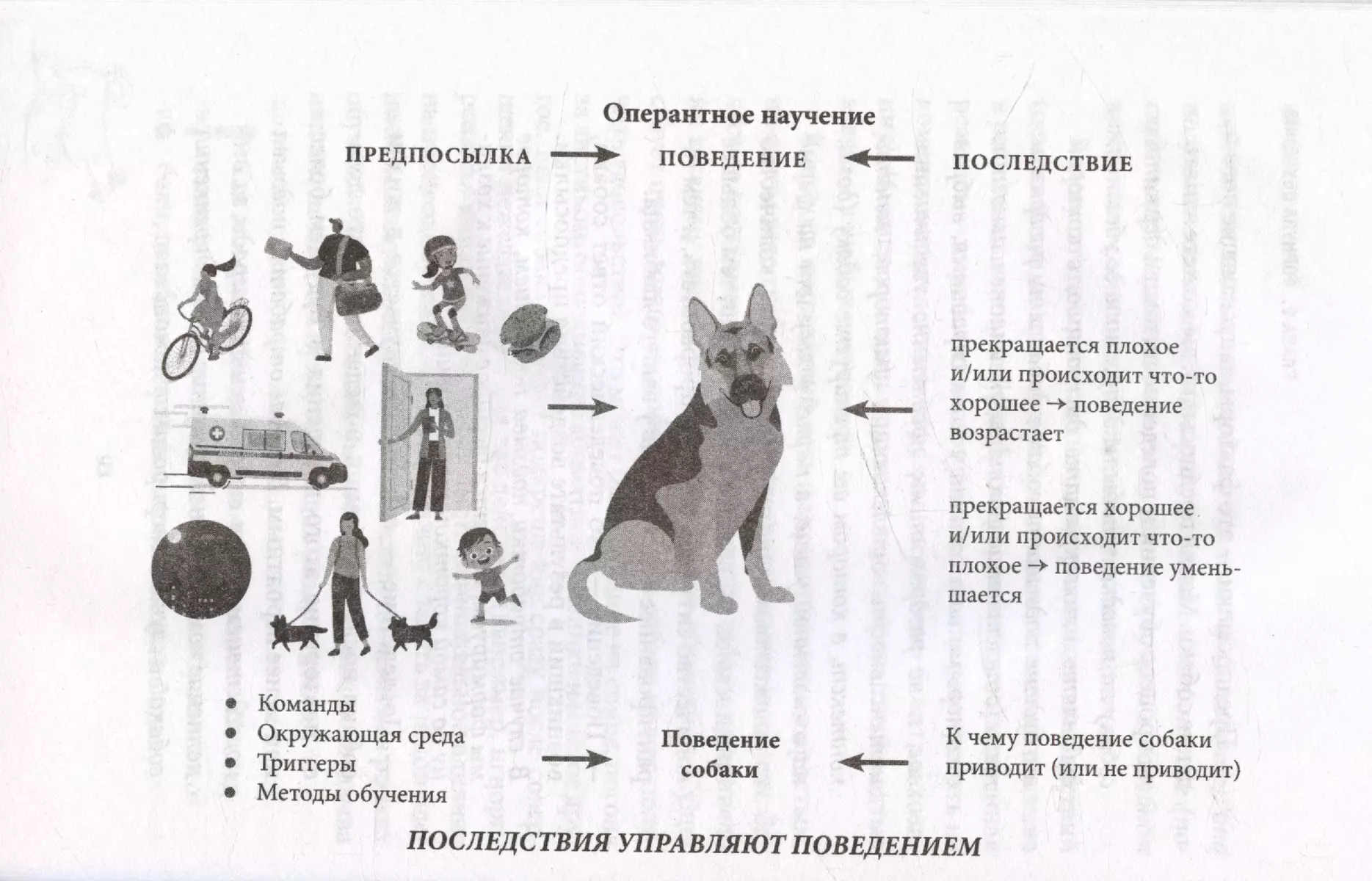 Ко мне! Как научить собаку моментально возвращаться по команде (Татьяна  Романова) - купить книгу с доставкой в интернет-магазине «Читай-город».  ISBN: 978-5-17-162270-1