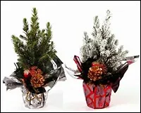 Ель зеленая в праздничной упаковке с новогодним букетиком 9\35 (203) 2340293