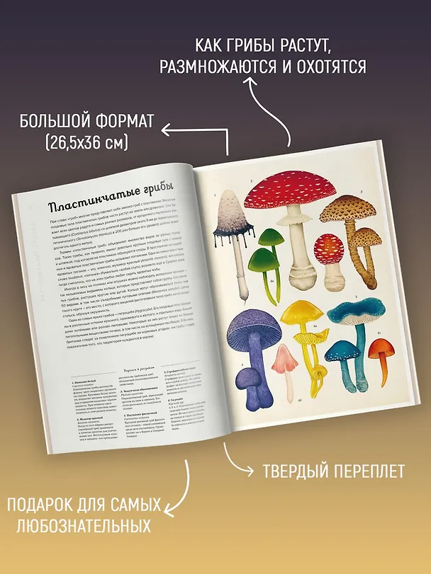 Книга Грибариум (Дэвид Л. Хауксворт, Лора М. Сьюз, Пепейн В. Кой, Каре Лиматайнен) — 5
