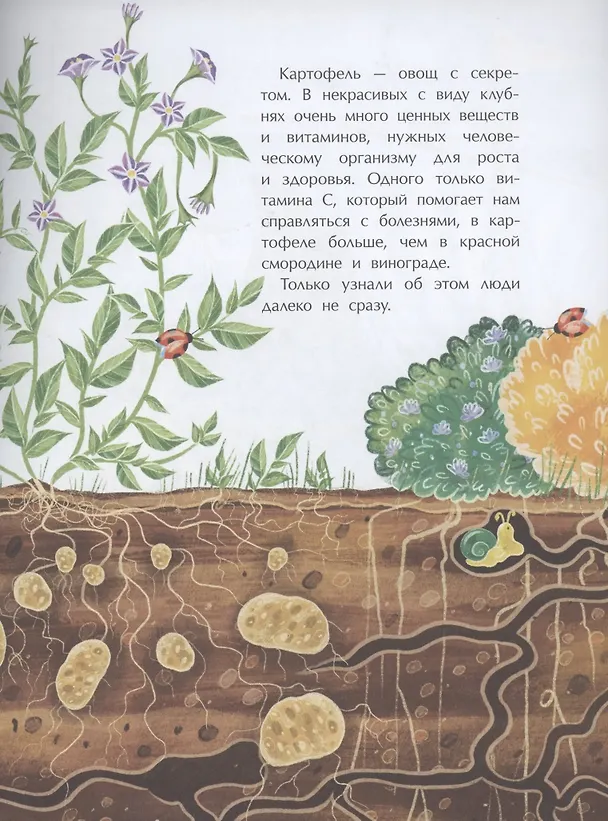 Книга Картошка. Машина времени на грядке (Елена Литвяк) — 4
