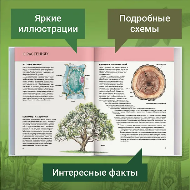 Книга Растения. Полная энциклопедия: Мир растений в интересных фактах и красочных иллюстрациях (Юлия Школьник) — 7