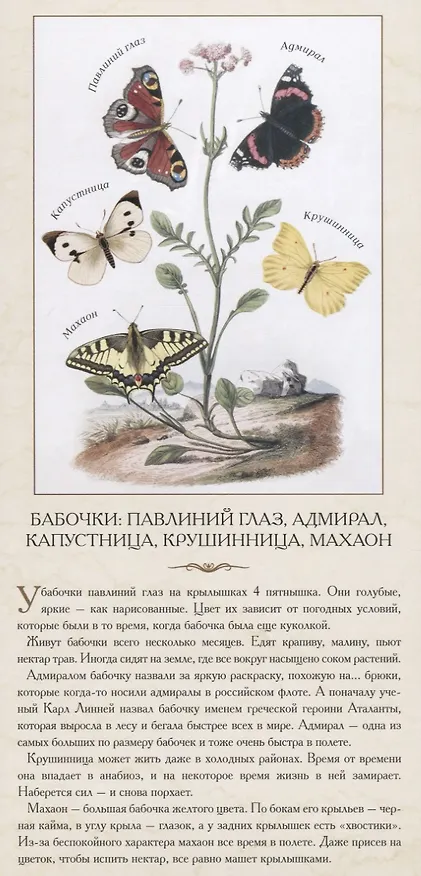Книга Насекомые. …В розе пышной и пахучей, нежась, спит блестящий жук () — 4