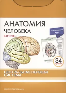 Анатомия человека. Центральная нервная система (34 карточки)