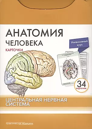 Анатомия человека. Центральная нервная система (34 карточки) — 2631801 — 1