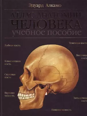 Атлас анатомии человека: Учебное пособие — 2128965 — 1