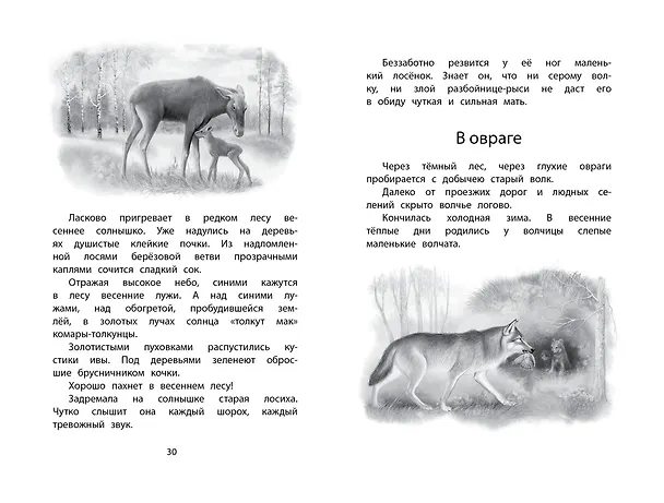 Книга Год в лесу (Иван Соколов-Микитов) — 13