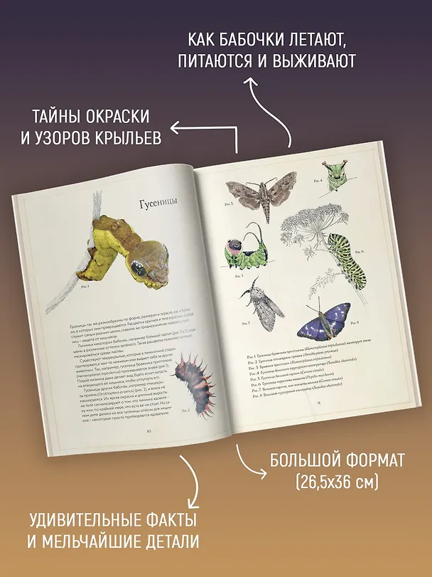 Книга Загадочный мир бабочек (Бен Ротери) — 5