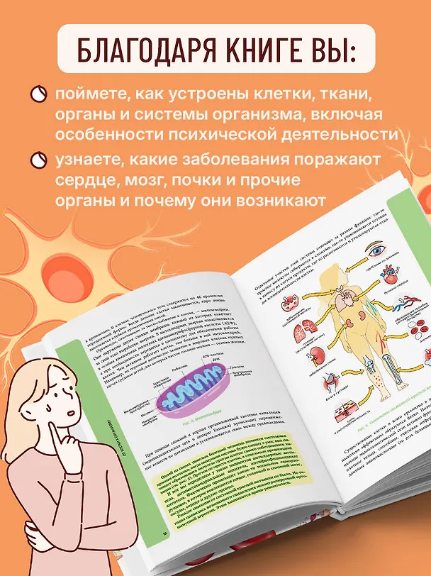 Книга Анатомия для школьников. Пособие для учеников химико-биологических классов и абитуриентов естественно-научных направлений (Илья Егоров) — 8