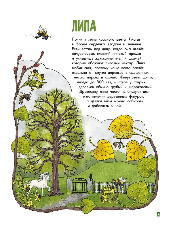 Книга Деревья (Эмма Янссон) — 6
