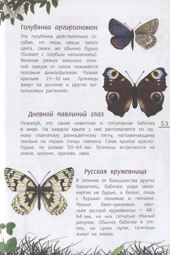 Книга Наши насекомые. Определитель для детей () — 5