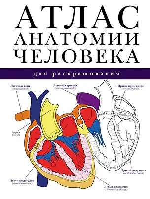 Книга Атлас анатомии человека для раскрашивания (Питер Абрахамс)