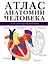 Атлас анатомии человека для раскрашивания — 2542271 — 1